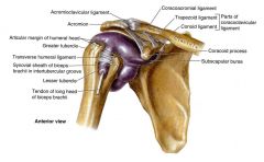 -trapezoid ligament
-conoid ligament