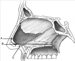 A: Anterior: forms the transition between the dorsal and caudal septum, most important, LLCs are in intimate proximity → deviation leads to distortion of nasal tip 

A: Intermediate: in betweenA: Posterior: just above the articulation of the qua...