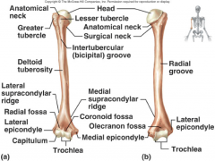Runs anterior to the distal humerus
Damaged in fractures and dislocations around the elbow joint