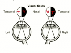 you TEMPORAL HEMIFIELDS (closest to your temporal bone)