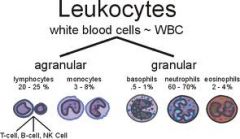 3 types
T lymphocytes & natural killer cells - help protect against viral infections and can detect and destroy some cancer cells
B lymphocytes - develop into cells that produce antibodies
Normal count - 20-50%