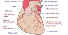 Left anterior descending artery