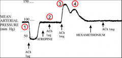 1. Small dose of ACh
 - Vasodilatation and bradycardia, due to muscarinic action, ends quickly as acetylcholine is degraded
2. Muscarinic actions blocked by atropine
3. Large dose now stimulates ganglia (nicotinic action) causing vasoconstriction and t