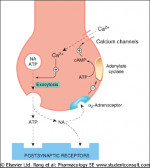 >α2 activation causes inhibition of noradrenaline release
>β adrenoceptor activation increases the release of noradrenaline via positive feedback