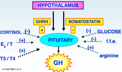 >Both GHRH (10aa) and somatostatin (14aa) are small hypothalamic peptides
 - Both act on G-protein coupled receptors on somatotrophs:
 - GHRH activates adenylate cyclase
 - Somatostatin acts via PLC
>Androgens & oestrogens sensitize somatotrophs to GH