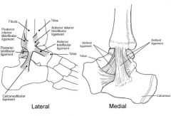 1. Anterior Talofibular


- lateral mallelous to talus


- prevents inversion of talus


- most commonly injured


 


2. Calcaneofibular


- tip of lateral mallelous to calcaneous


- prevents inversion


 


3. Posterior talo...