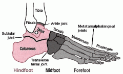 - Transverse Tarsal Joint (Chopart's Joint)


- talocalcaneonavicular joint


- calcaneocuboid joint


 


- Synovial Joints


- fibrous capsule


 


- Major ligamentous support


- plantar calcaneonavicular ligament (spring lig...