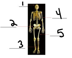 Name the the Bones corresponding to the number.