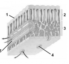 In the internal leaf structure shown, the item labeled "2" is