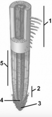 In the diagram of a root tip shown, the item labeled "2" is the