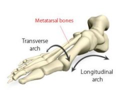 Made up of:


- cuneiforms, cuboid, metatarsal bones


 


Maintained by:


- tibialis posterior & anterior


- fibularis longus


- plantar fascia