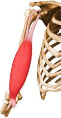 ORIGIN:
-short head: coracoid process
-long head: supraglenoid tubercle of scapula
INSERTION:
-radius (radial tuberosity)
ACTION:
-flex forearm (humero-ulnar joint, strong)
-supinator (radio-ulnar joint, strong)
-flex arm (weak)
-shoulder adductio...