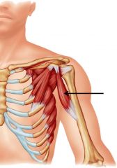 ORIGIN:
-coracoid process
INSERTION:
-humeral midshaft (medial)
ACTION:
-flex arm
-adduct arm
INNERVATION:
-musculocutaneous nerve
 
 
 