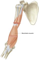 ORIGIN:
-anterior distal portion of humerus
INSERTION:
-ulnar coronoid process
ACTION:
-flex forearm (major)
INNERVATION:
-musculocutaneous nerve
 