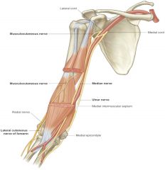 musculocutaneous nerve pierces through coracobrachialis and brachialis muscles. It also runs between brachialis and biceps brachii muscles.