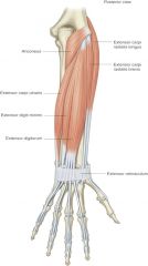 ORIGIN:
-lateral epicondyle (humerus)
INSERTION:
-olecranon process (ulna)
ACTION:
-forearm extension at elbow
-pronation
INNERVATION:
-radial nerve