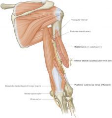 deep to lateral head of triceps brachii