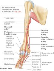 enters axilla medially and at humeral midshaft, the artery moves anterioly
