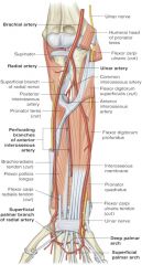 radial artery is deep to brachioradialis muscle (proximal half of forearm)