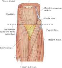 superior: epicondyle line
medial: pronator teres
lateral: brachioradialis