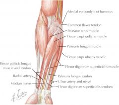 ORIGIN:
-medial epicondyle of humerus via common flexor tendon
INSERTION:
-2nd metacarpal
ACTION:
-flex wrist
-abduct wrist
INNERVATION:
-median nerve