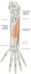 ORIGIN:
-medial epicondyle of humerus via common flexor tendon
-upper 1/2 of radius
INSERTION:
-palmar aspects of middle phalanges II-V
ACTION:
-flex proximal interphalangeal joints
INNERVATION:
-median nerve