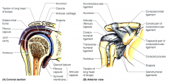Subacromial bursa - capsule extends above the humeral head to form a bursa between it and the overlying acromion process (site of shoulder impingement)
Extenstion around the long head of biceps and lies in the bicipital groove