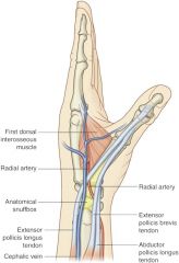 medial (ulnar) border
-extensor pollicis longus tendon
lateral (radial) border
-abductor pollcis longus
-extensor pollicis brevis tendons
 