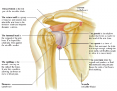 Gleno humeral joint