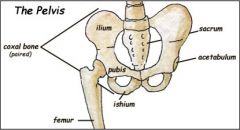 Made up of the coxal bone, and point of attachment for femur