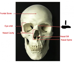 what part of the skull is labeled 1?