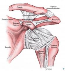 Minor dislocation: acromio-clavicular ligament alone is torn
Major dislocations: coraco-clavicular ligament alone is torn