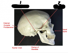 What part of the skull is marked with 1 and 2?