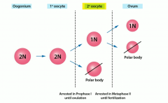 Prophase I until ____. ovulation
 
Metaphase II until
("egg MET sperm"