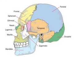 bones of the cranium of the skull
they are fused together