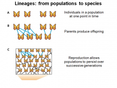 Lineages: From Populations to Species