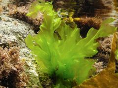 sea lettuce 
large green marine alga 
haplodiplontic isomorphic life cycle