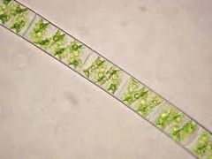 Spirogyra spp. 
  -microscopic and filamentous green alga
  -single spiral chloroplast
  -pyrenoids store starch