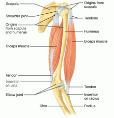 Antagonistic muscles of the arm
