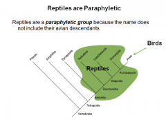 Reptiles are aparaphyletic group becausethe namedoes  not include their avian descendants. To be monopyletic, must include birds in clade.