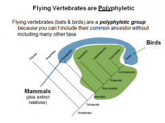 Flying vertebrates (bats &birds) are a polyphyletic group  becauseyou can’t include theircommonancestor without  includingmany othertaxa