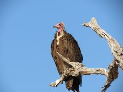 Human


Vultures