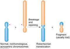 Results when two non homologous chromosomes undergo a central break and then incorrectly rejoining the acentric fragments together via centric fusion into a small chromosome which is usually lost. The remaining two fragments join and form a large ...