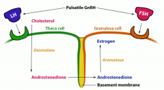LH acts on theca cells to make ____ via _____ (enzyme). This product crosses over into granulosa cells through the basement membrane.  
 
In the granolas cells, aromatase converts it to estradiol when activated by FSH