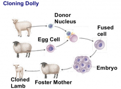 A donor cell is taken from one sheep's  udder. An egg cell is taken from another sheep & two cells are fused using electric shock &  begin dividing normally and is placed into a foster mother and birth's Dolly