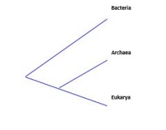 Based on this figure, which two groups are most closely related?
 
A. Bacteria and Archaea
B. Bacteria and Eukarya
C. Archaea and Eukarya