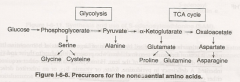 Most of the NEAA are formed from various precursors (intermediates of glycolysis and TCA cycle)
There are only two exceptions:
Tyrosine (Y) is formed from Phenylalanine (F)
Cysteine is derived from serine and homocysteine, which is a product of...