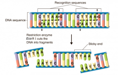 cut with restriction enzymes 
 
creates sticky ends