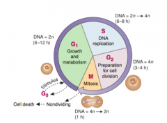 In the second or S phase of the cell cycle DNA replicates. Throughout the S phase, the synthesis of histones and other proteins associated with DNA is markedly increased. The amounts of DNA and histones both double, and chromosomes are duplicated...