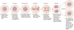 Somatic Cells, which means non sex cells
46 total chromosomes in mitosis
Asexual Reproduction
Crossover-

